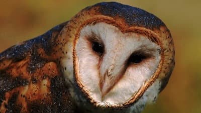 Still from Five Owl Farm
