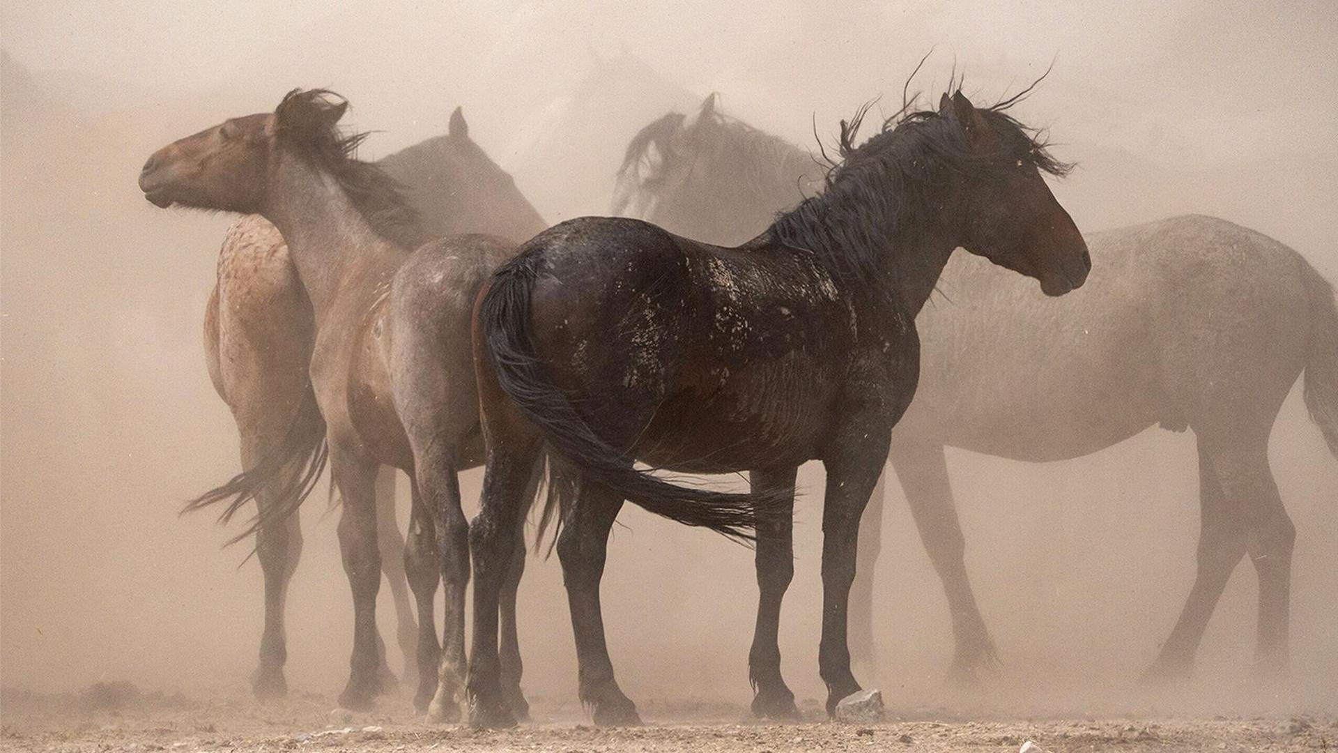 Still from American Horses