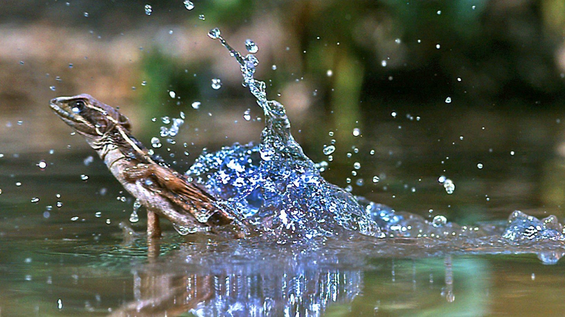 Still from Reptiles and Amphibians