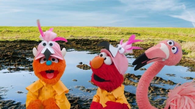 Still from The Flamingo Scoop