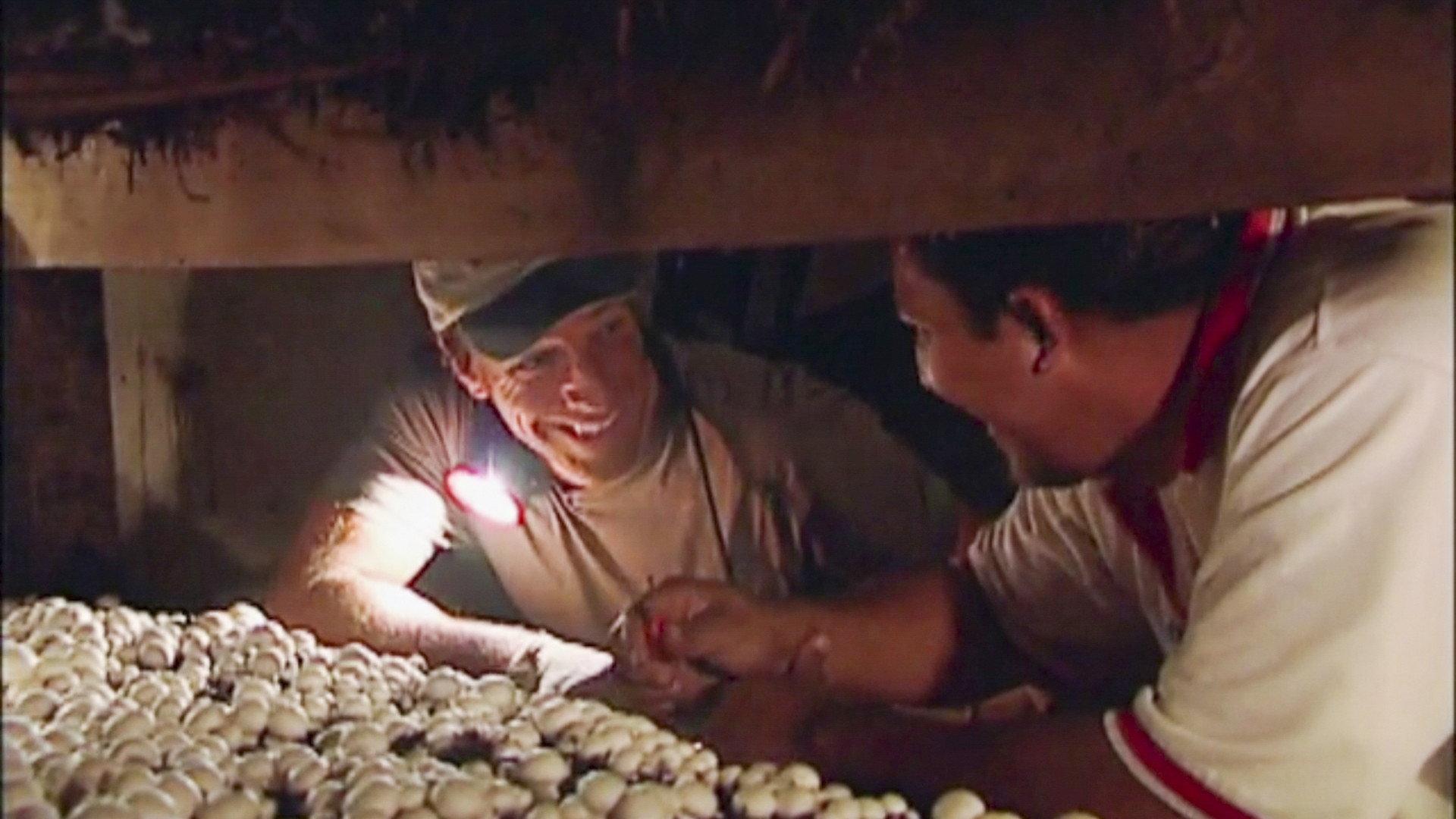 Still from Mushroom Farmer