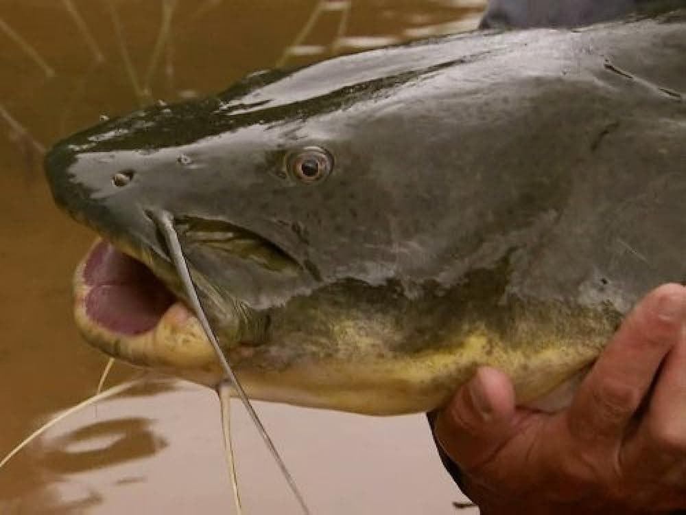 Still from Killer Catfish