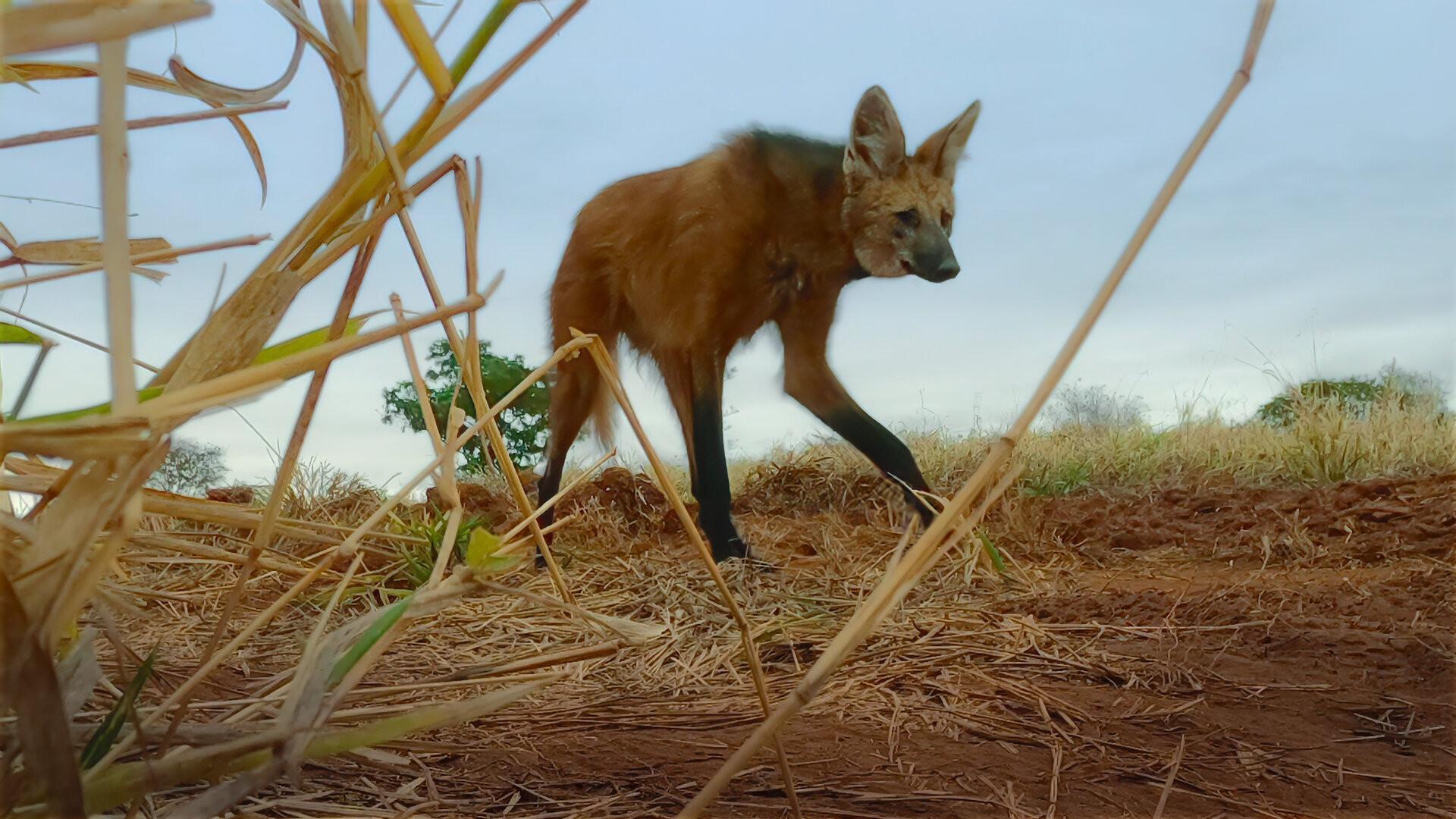 Still from Dogs