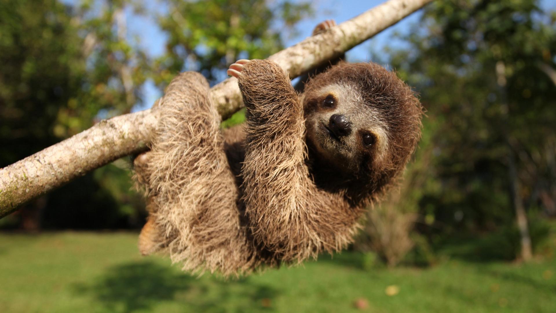 Still from Nature’s Miracle Orphans: Second Chances