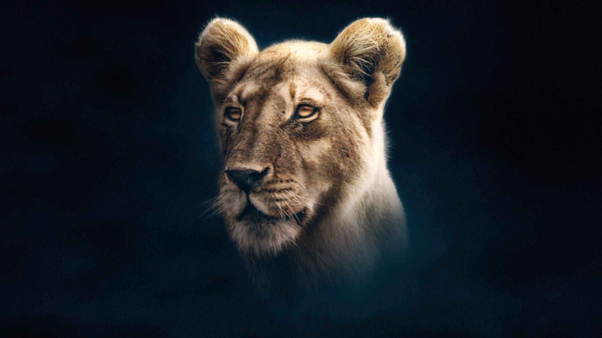 Still from Lion