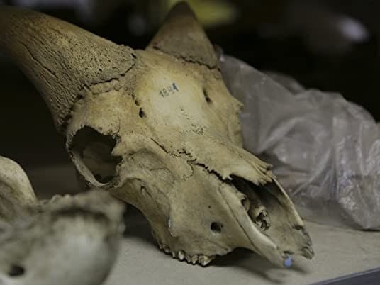 Still from Journey to the Ice Age