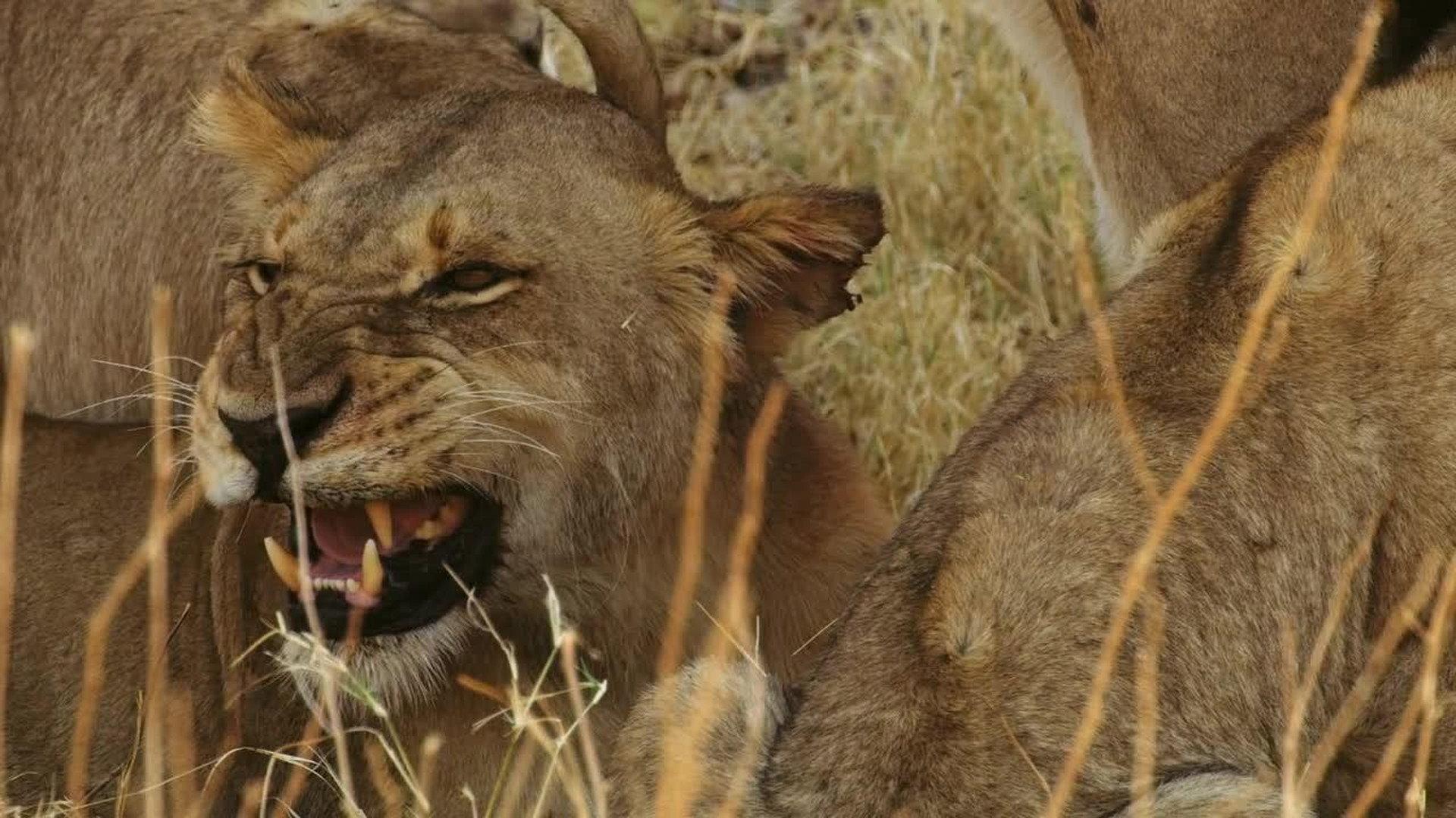 Still from Fall of the Queen