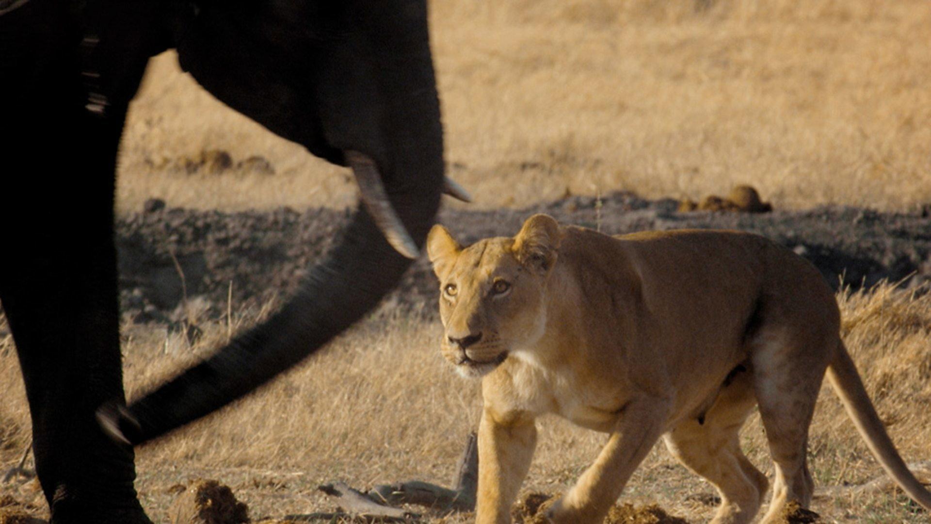 Still from Return of the Giant Killers: Africa's Lion Kings