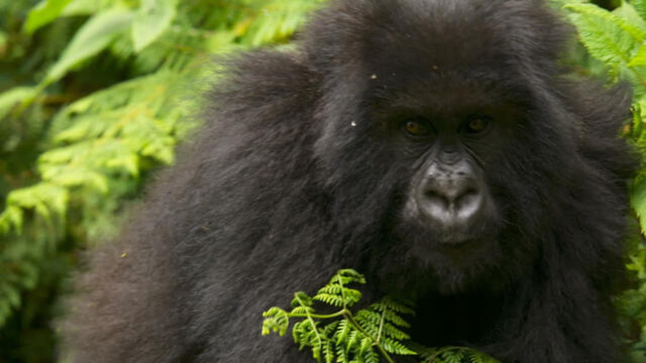 Still from Saving the Mountain Gorillas; Deep Springs, Gucci