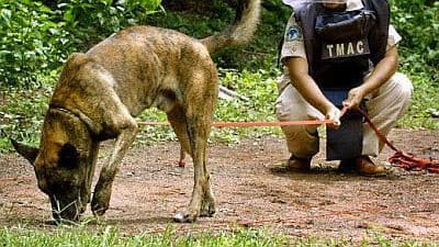 Still from Dogs and More Dogs