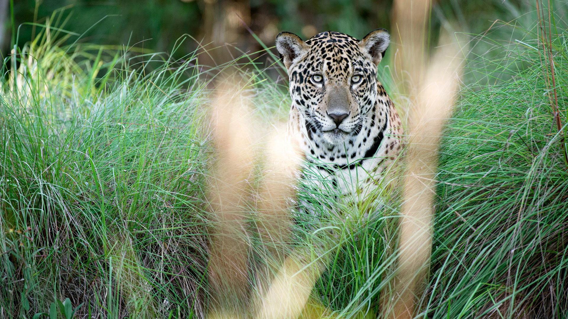 Still from Jaguars: Brazil's Super Cats