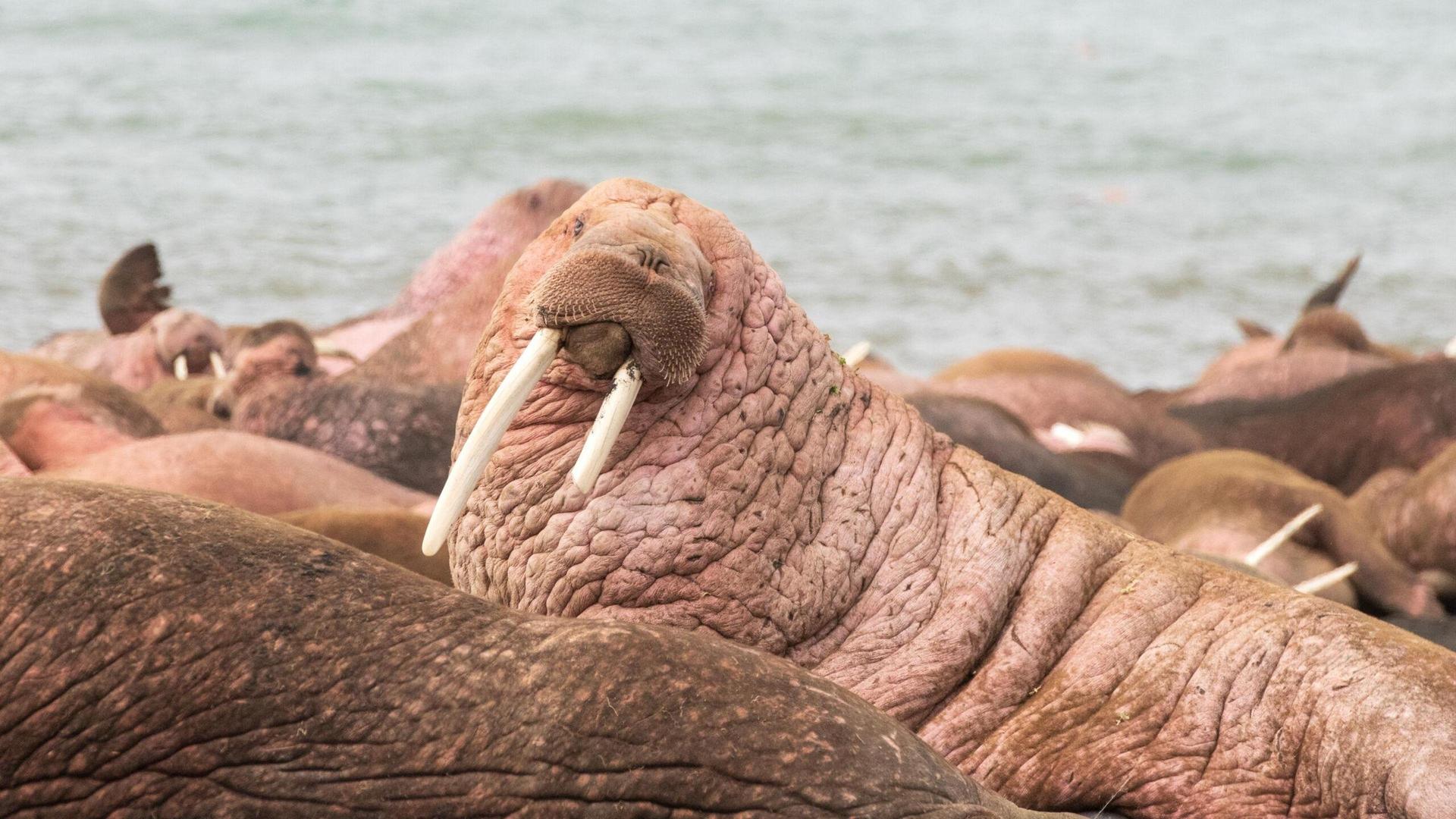Still from Walrus: Life on Thin Ice