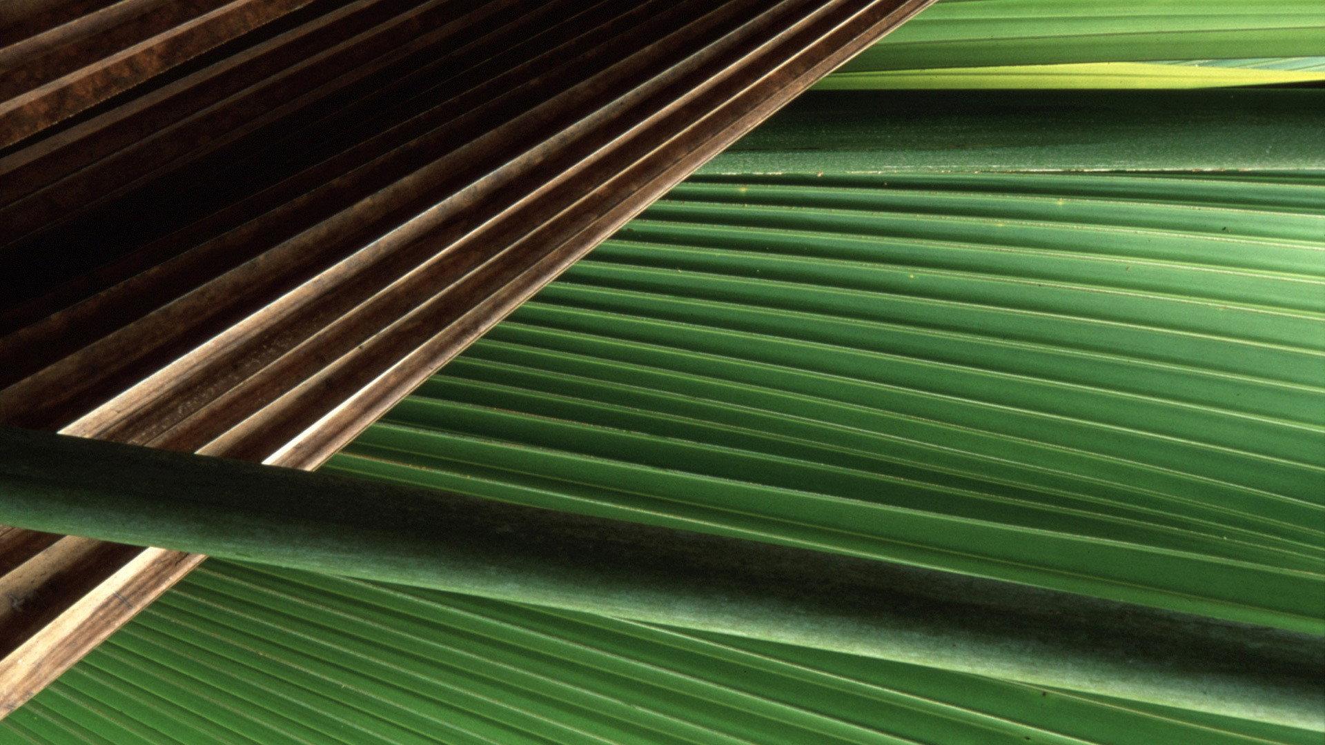 Still from The Seedy Side of Plants