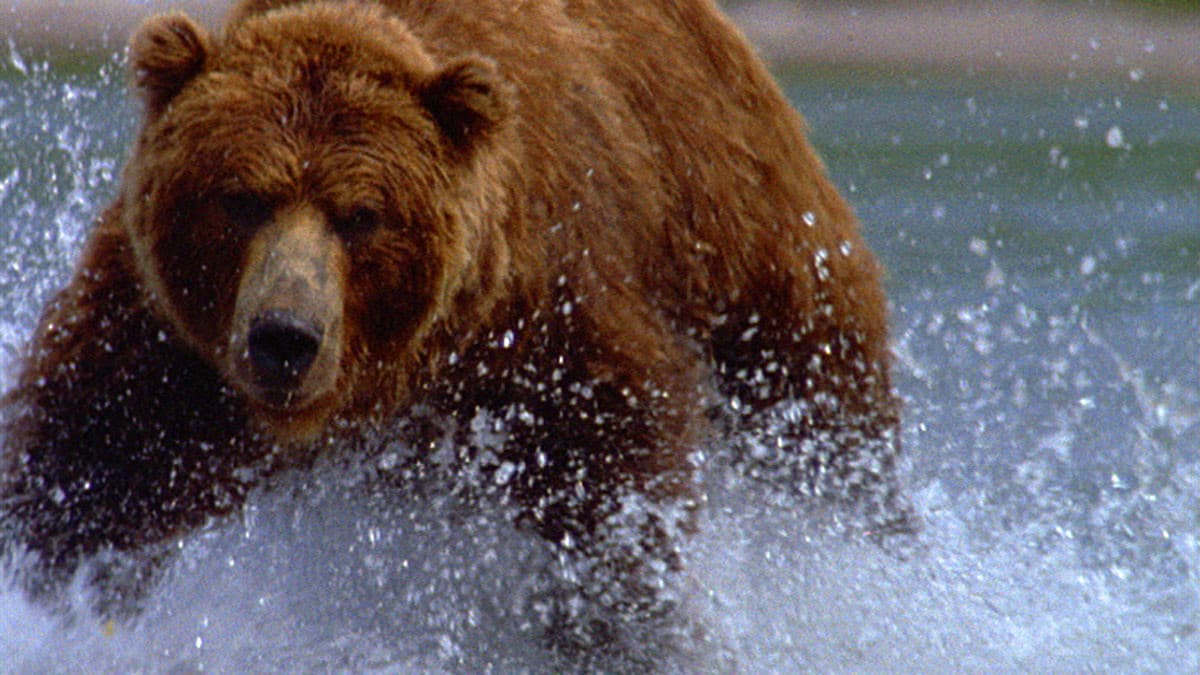 Still from Walking with Giants: The Grizzlies of Siberia