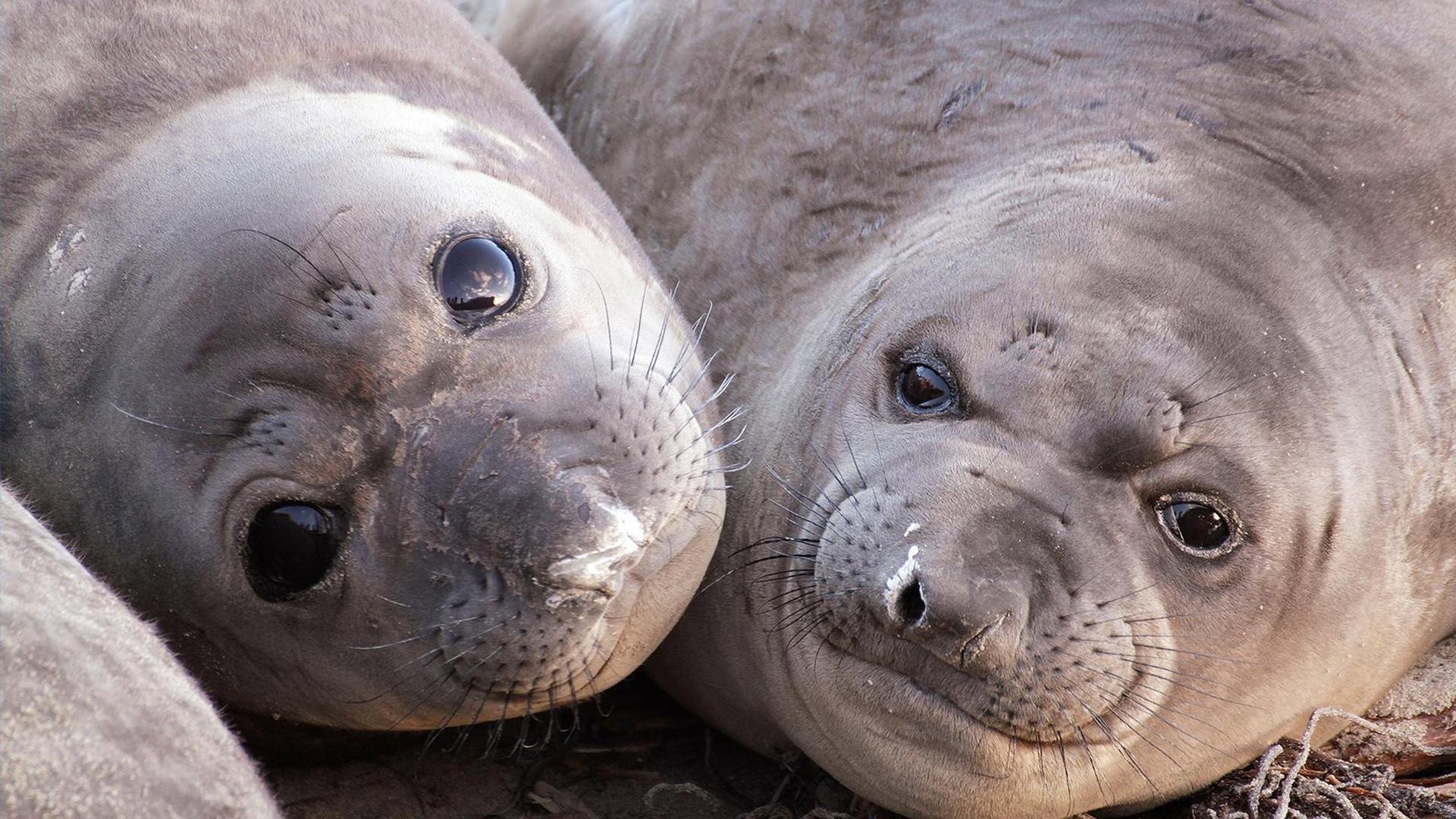 Still from Animals with Cameras 01: Oceans