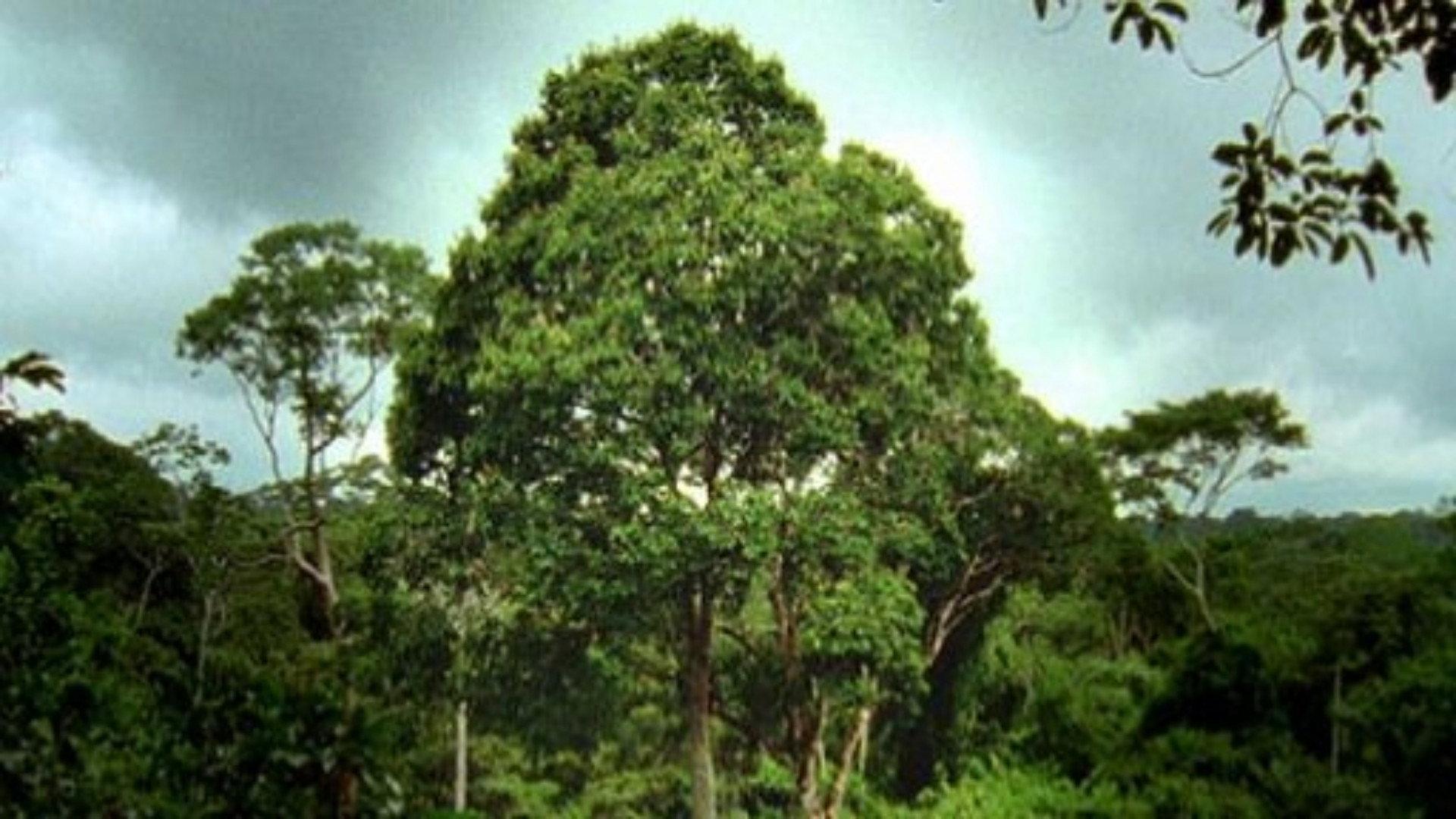 Still from Deep Jungle: Monsters of the Forrest