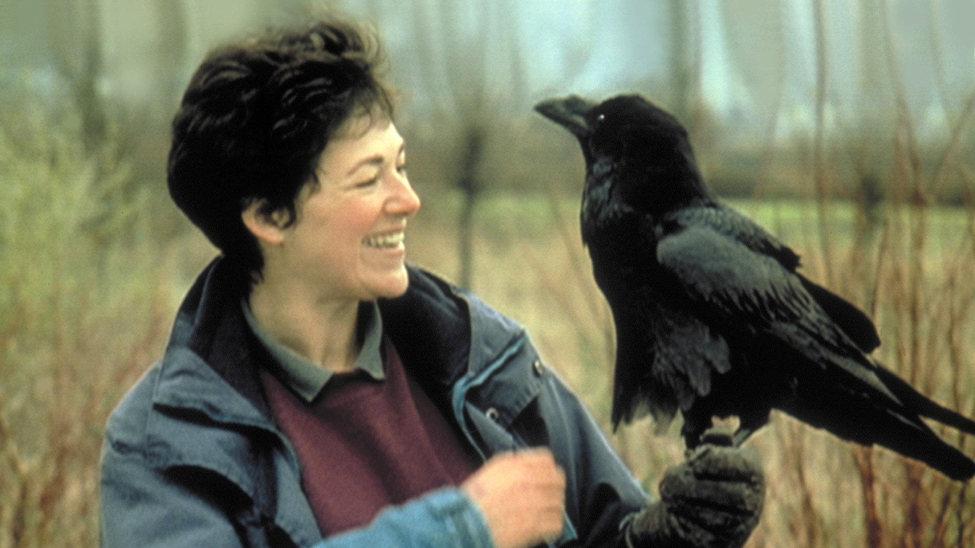 Still from Ravens