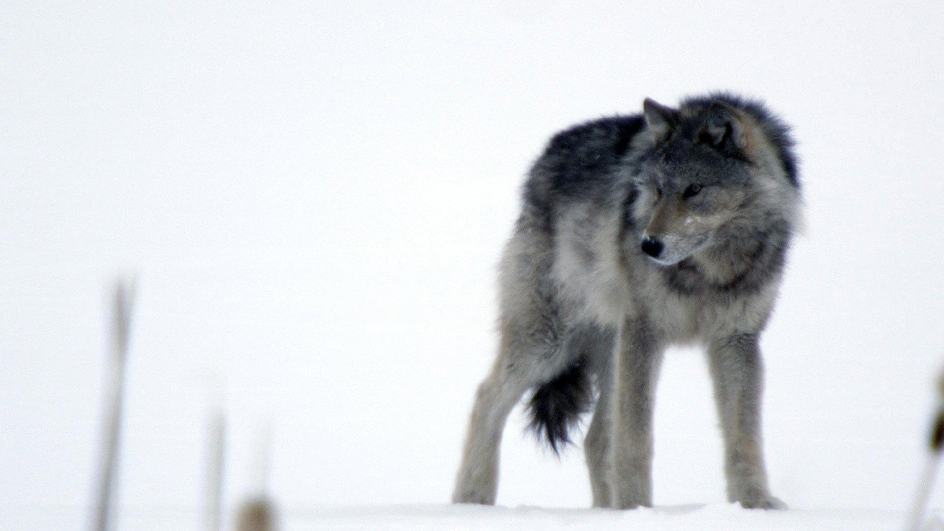 Still from Wolves and Buffalo: The Last Frontier