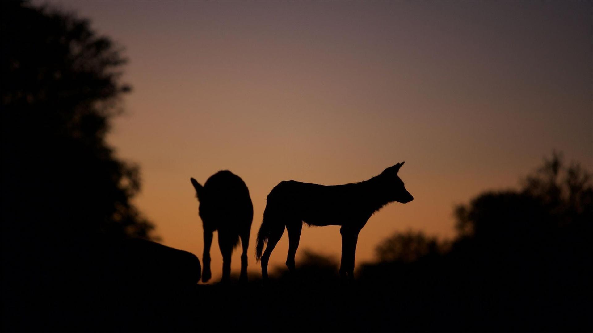 Still from Dogs in the Land of Lions