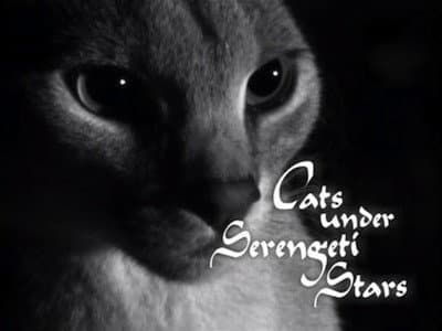 Still from Cats Under the Serengeti Stars