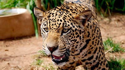 Still from Jaguars - Born Free