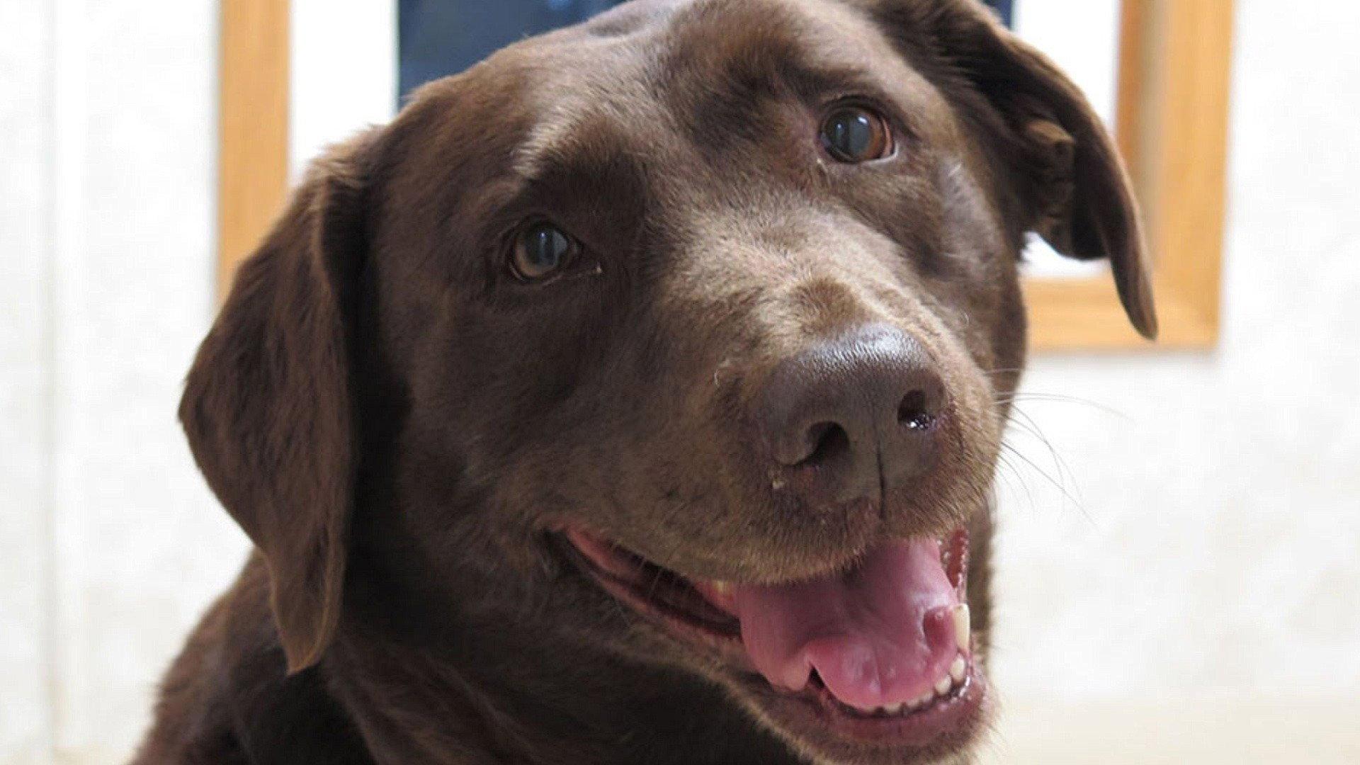 Still from Be My Canine