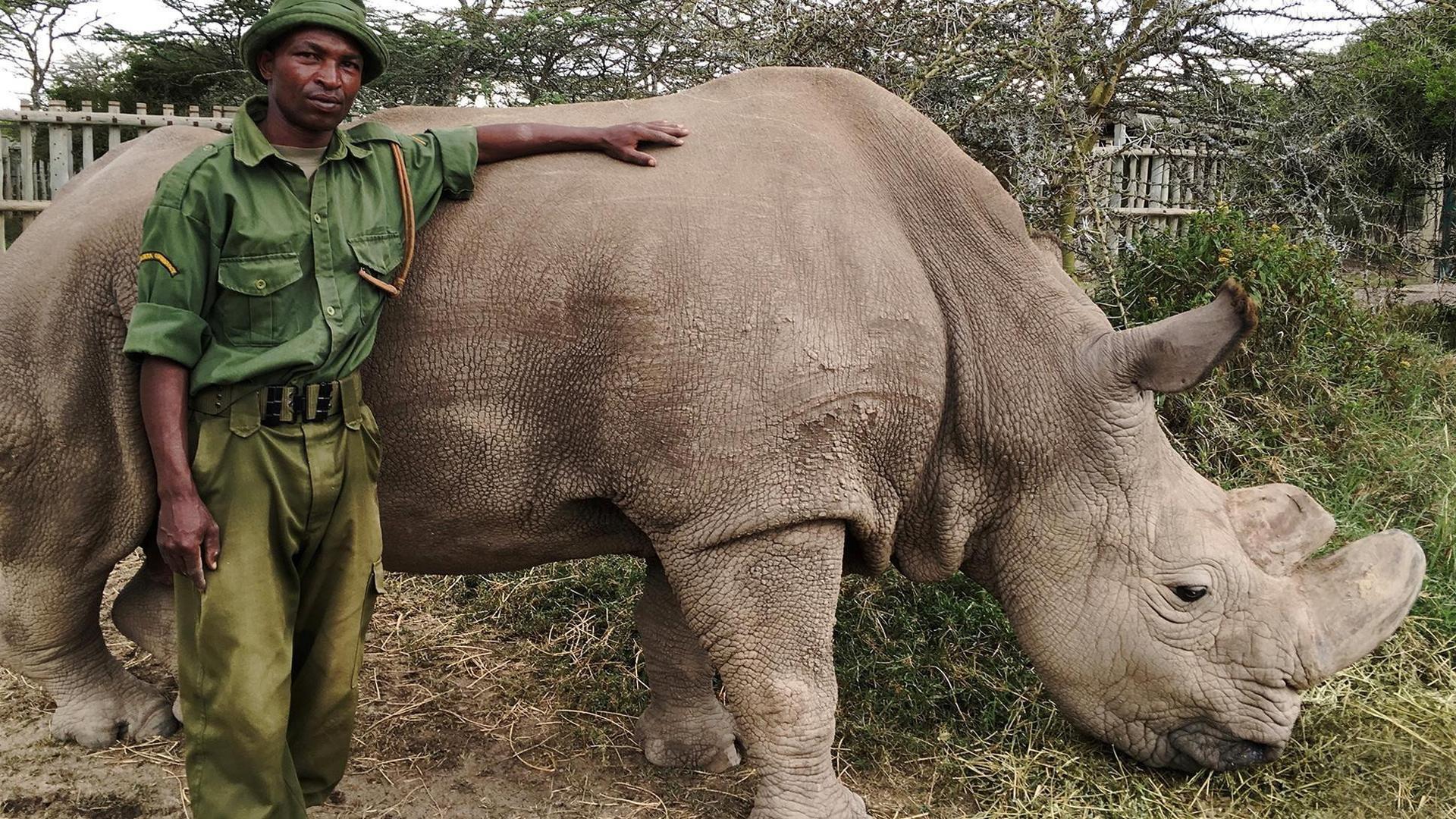 Still from The Last Rhino