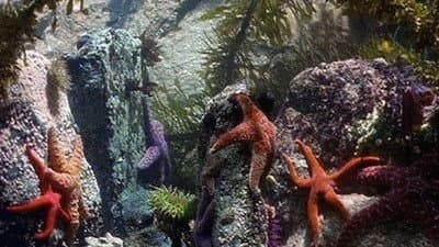 Still from At the Edge of the Sea