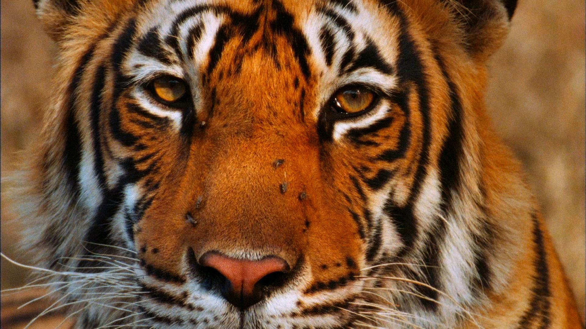 Still from Broken Tail: A Tiger's Last Journey