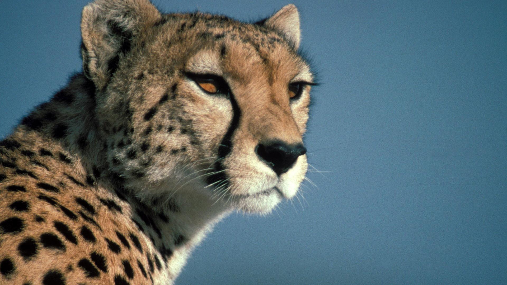 Still from Cheetahs in a Hot Spot