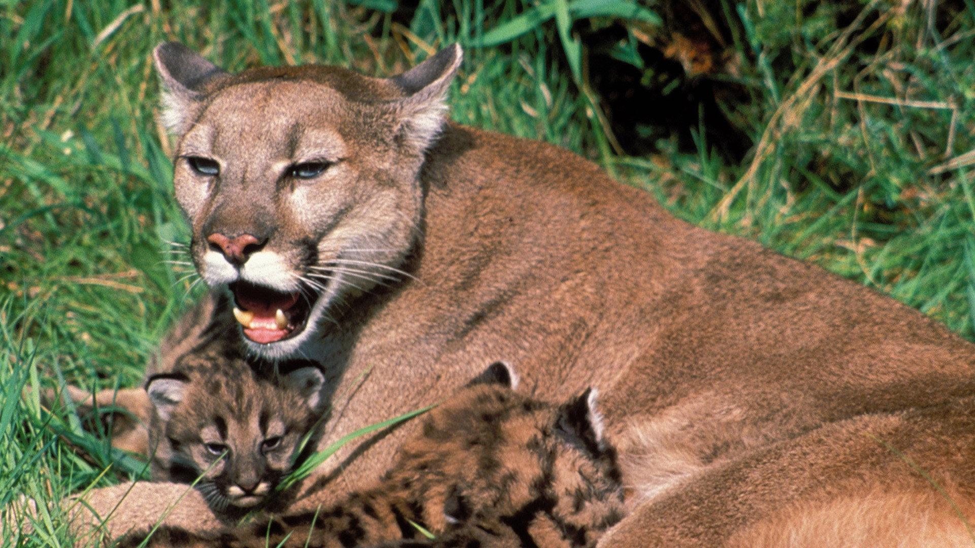 Still from Trail of the Cougar