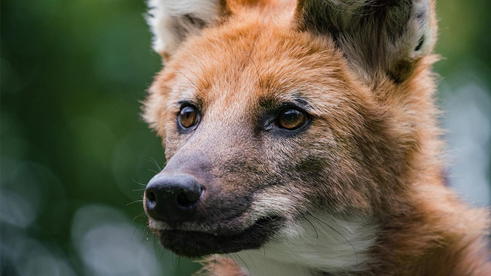 Still from Dogs in the Wild: Defending Wild Dogs