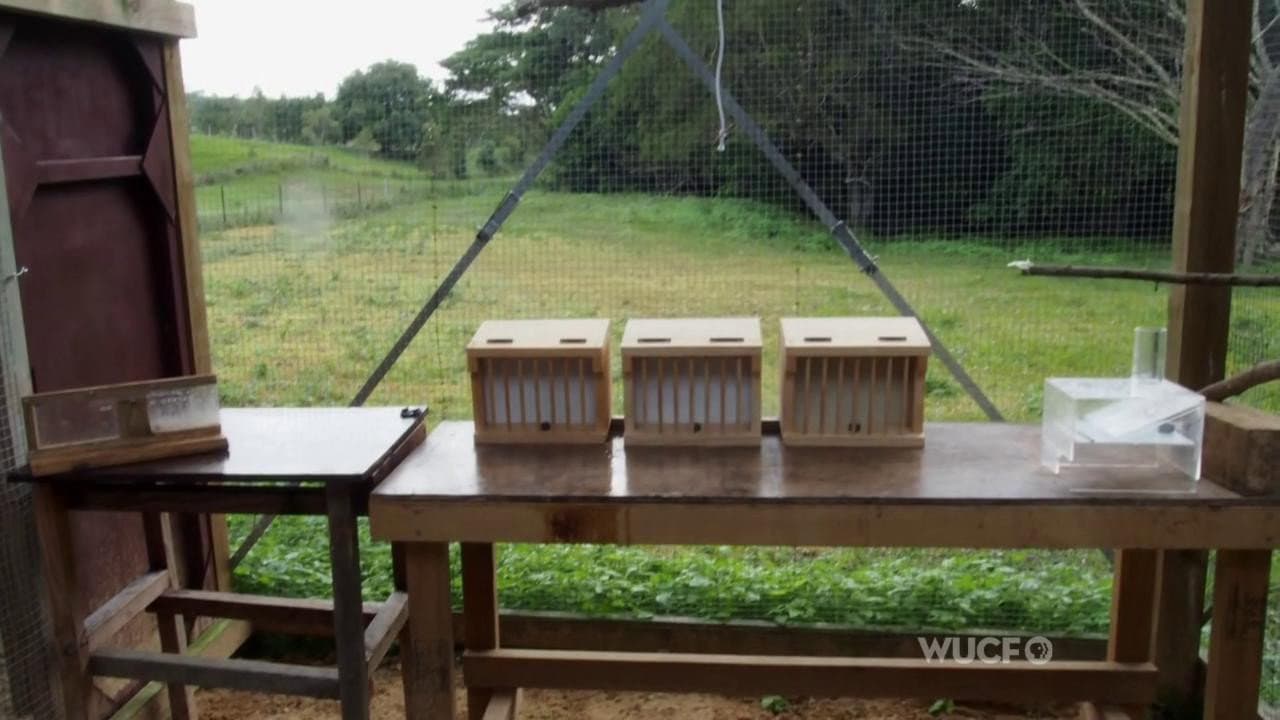 Still from Inside Animal Minds: Bird Genius