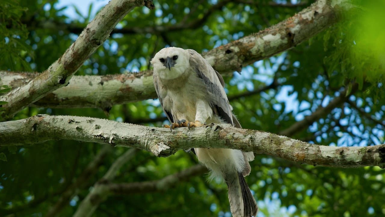 Still from Jungle Eagle