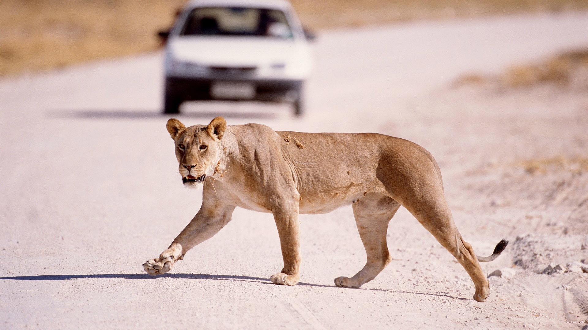 Still from The Vanishing Lions