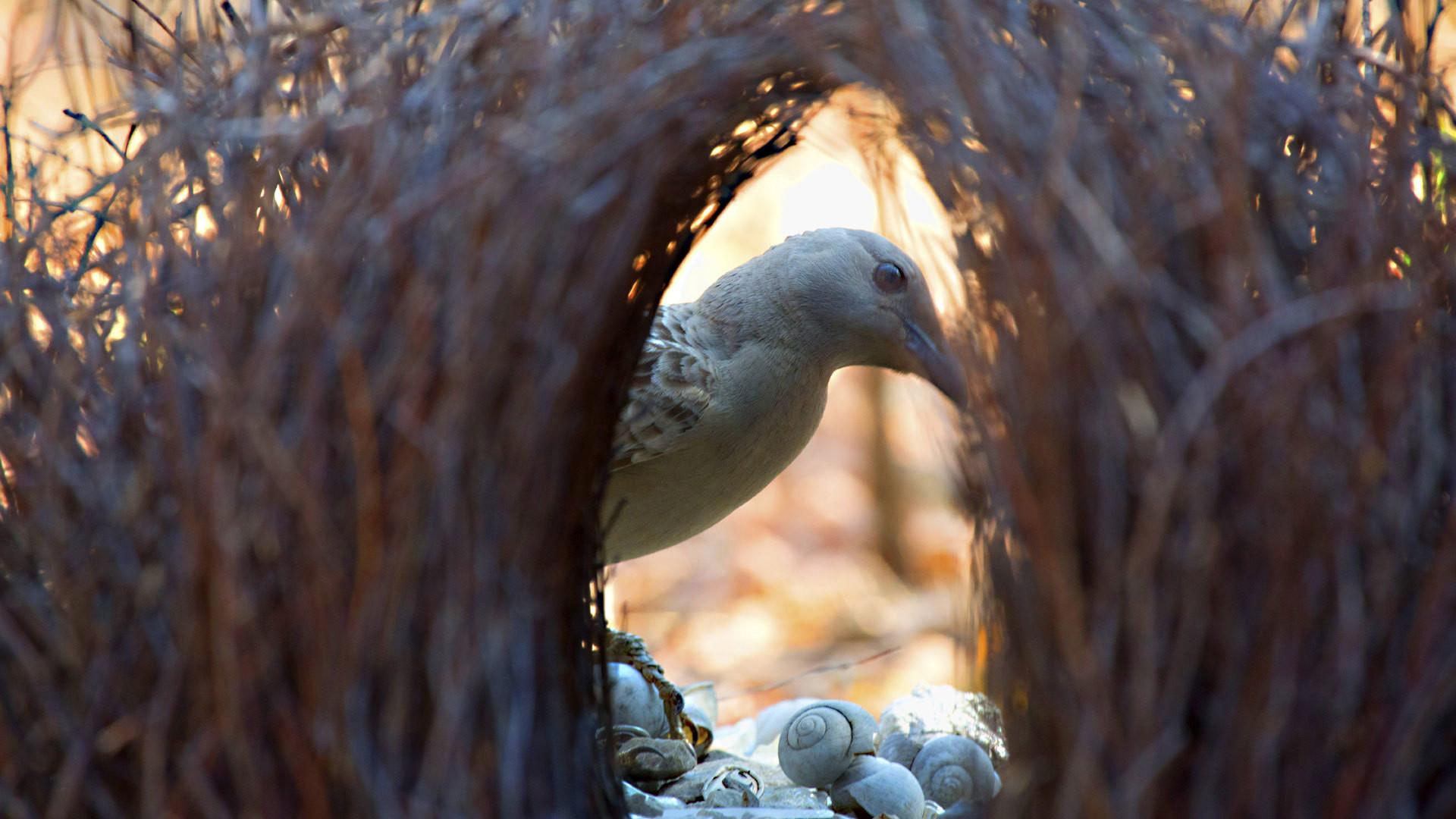 Still from Bower Bird Blues