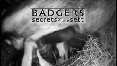 Still from Badgers - Secrets Of The Sett