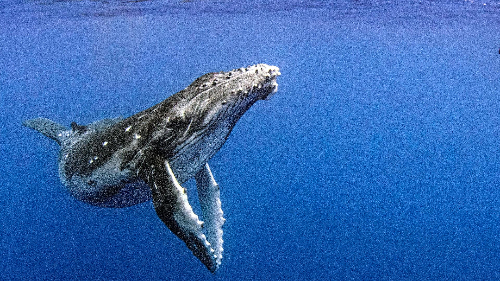 Still from Humpback Whales: A Detective Story