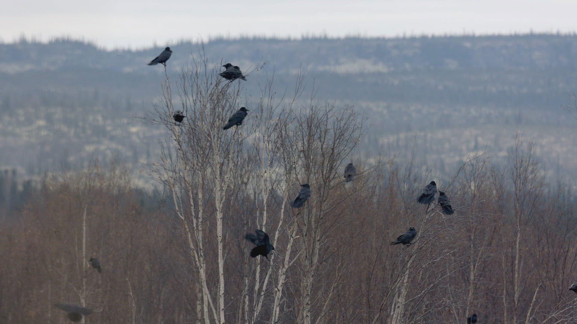 Still from The Marten Chronicles