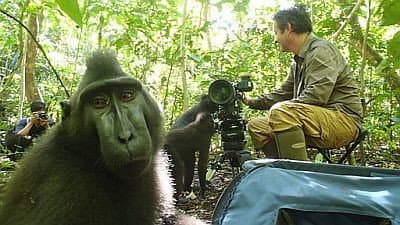 Still from Meet the Monkeys