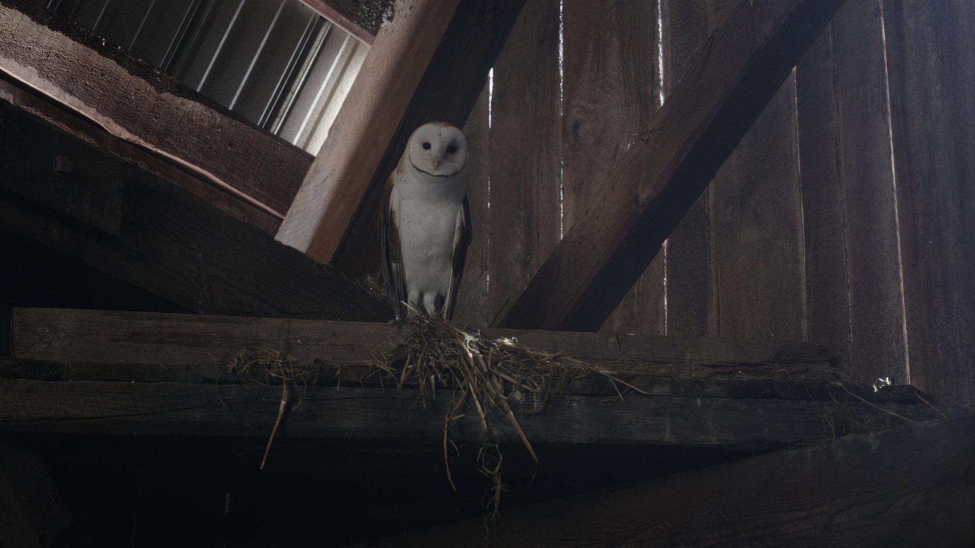 Still from The Owl
