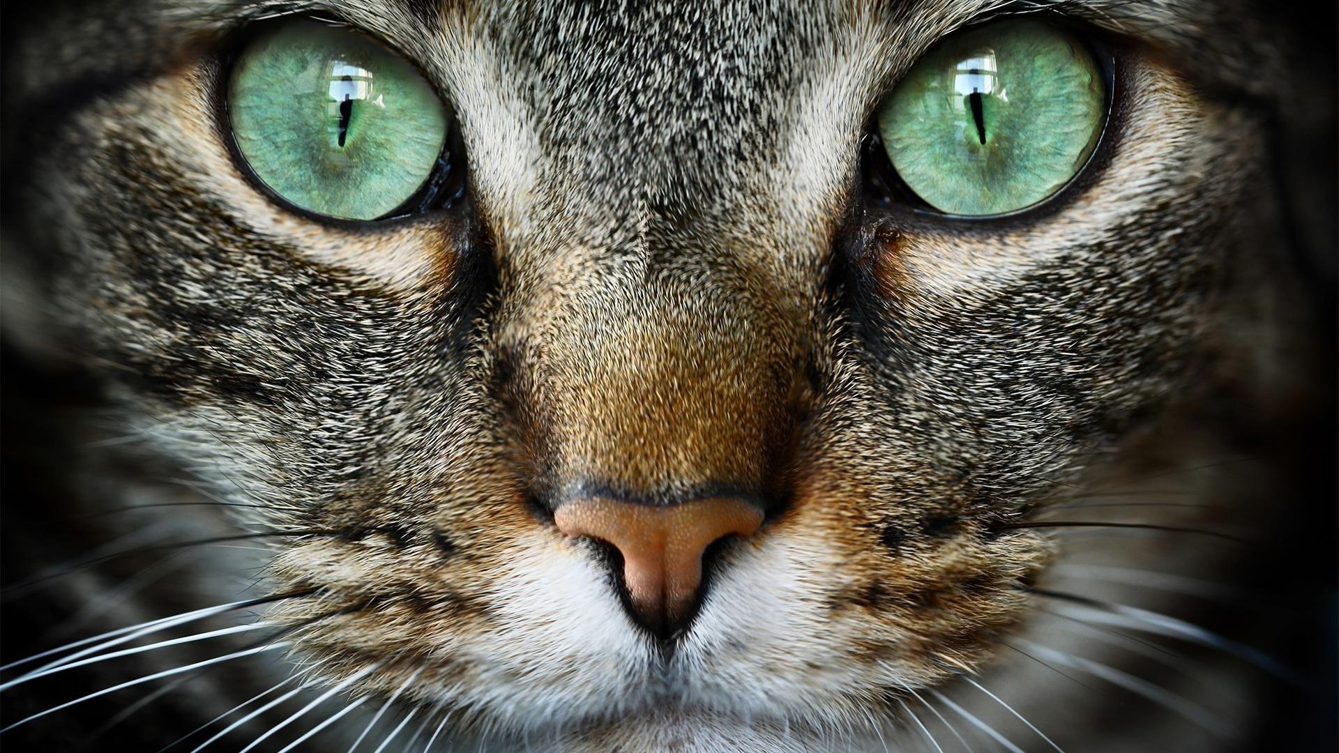 Still from Cat Tales