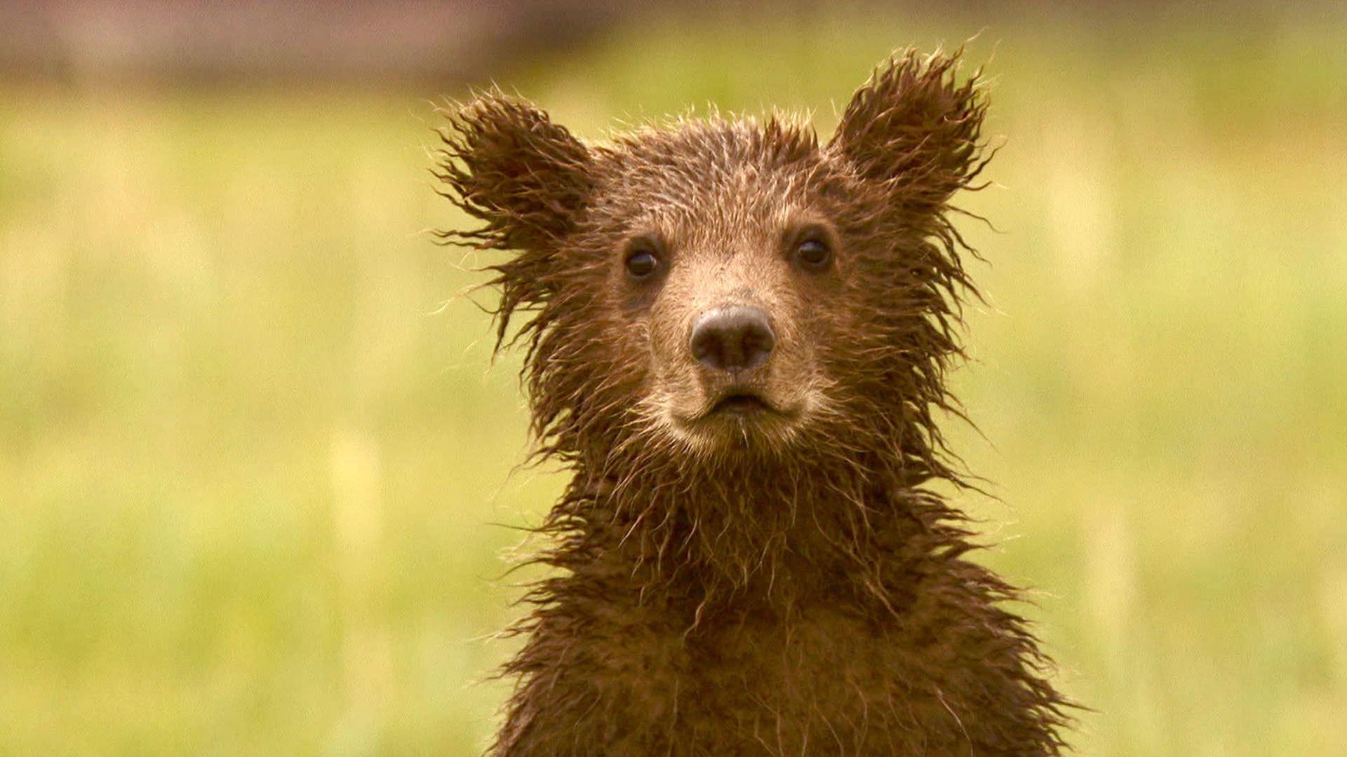 Still from Bears of the Last Frontier: City of Bears