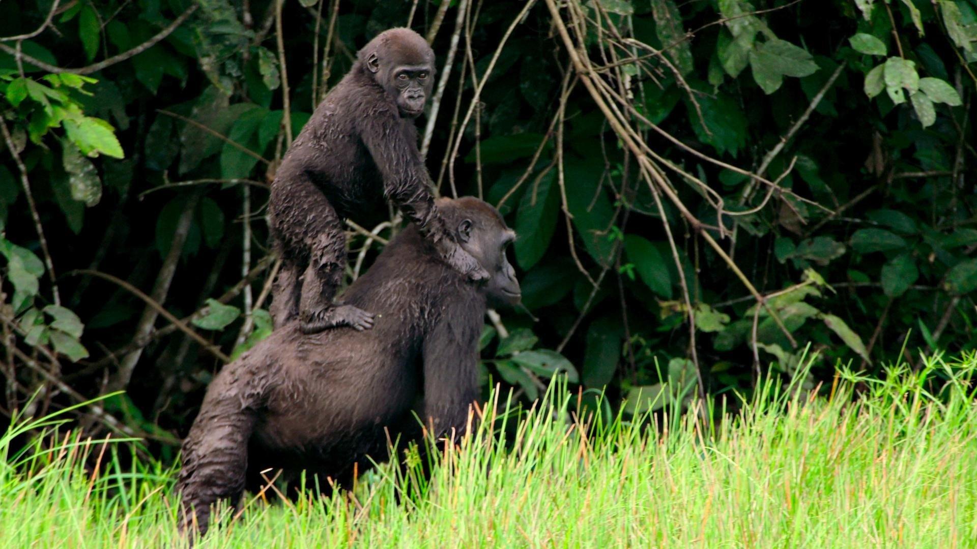 Still from Jungles