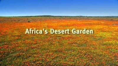 Still from Africa's Desert Garden