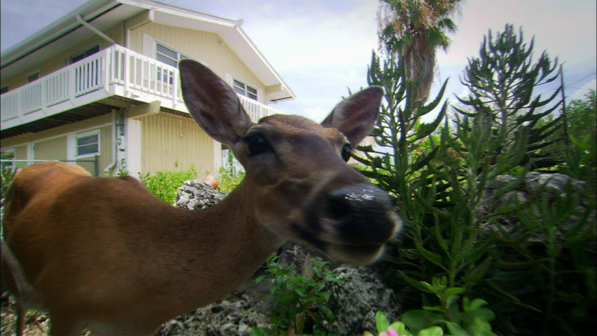Still from The Private Life of Deer