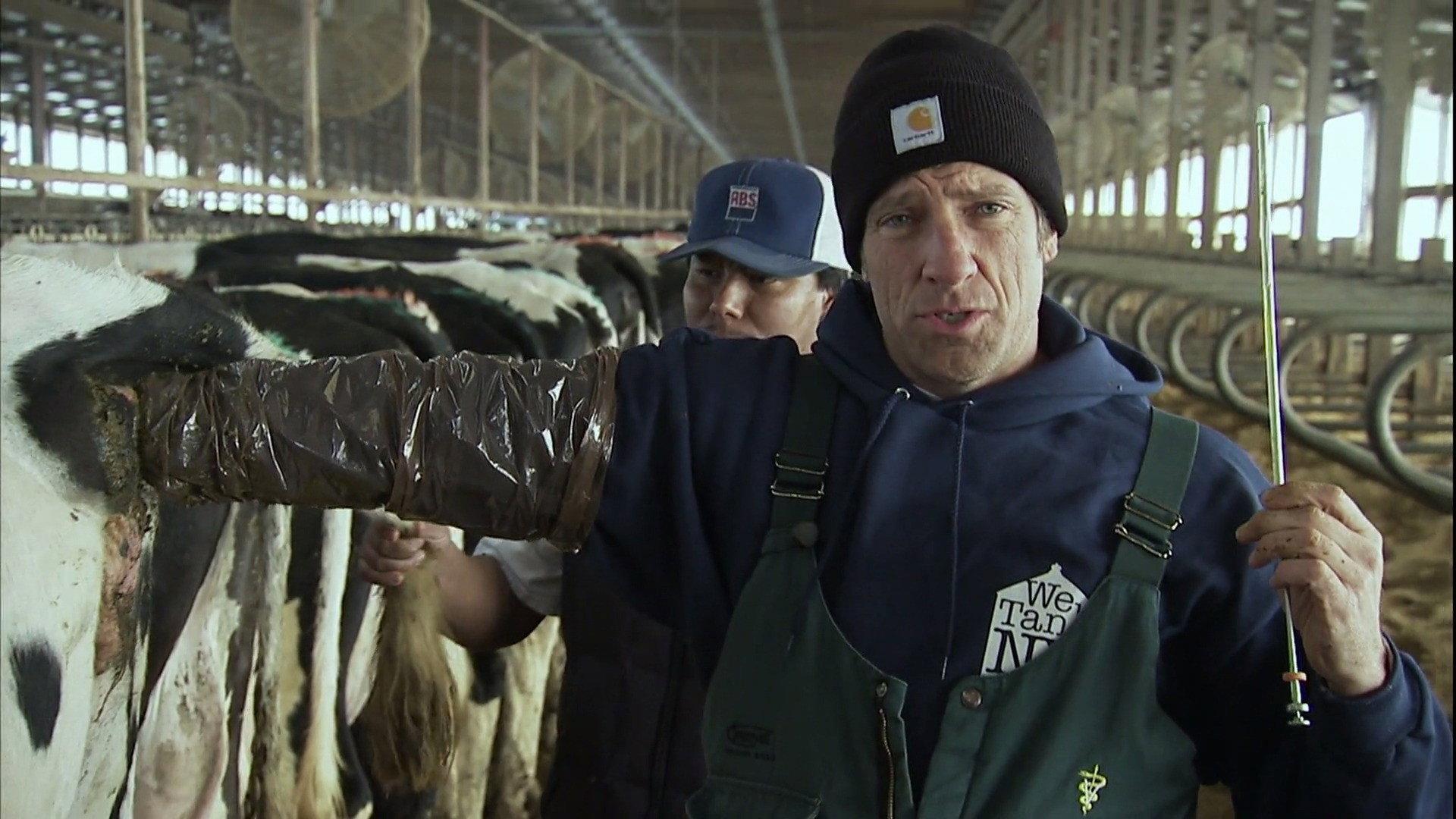 Still from Dairy Cow Midwife