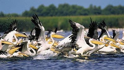 Still from Danube Delta: Europe Untamed