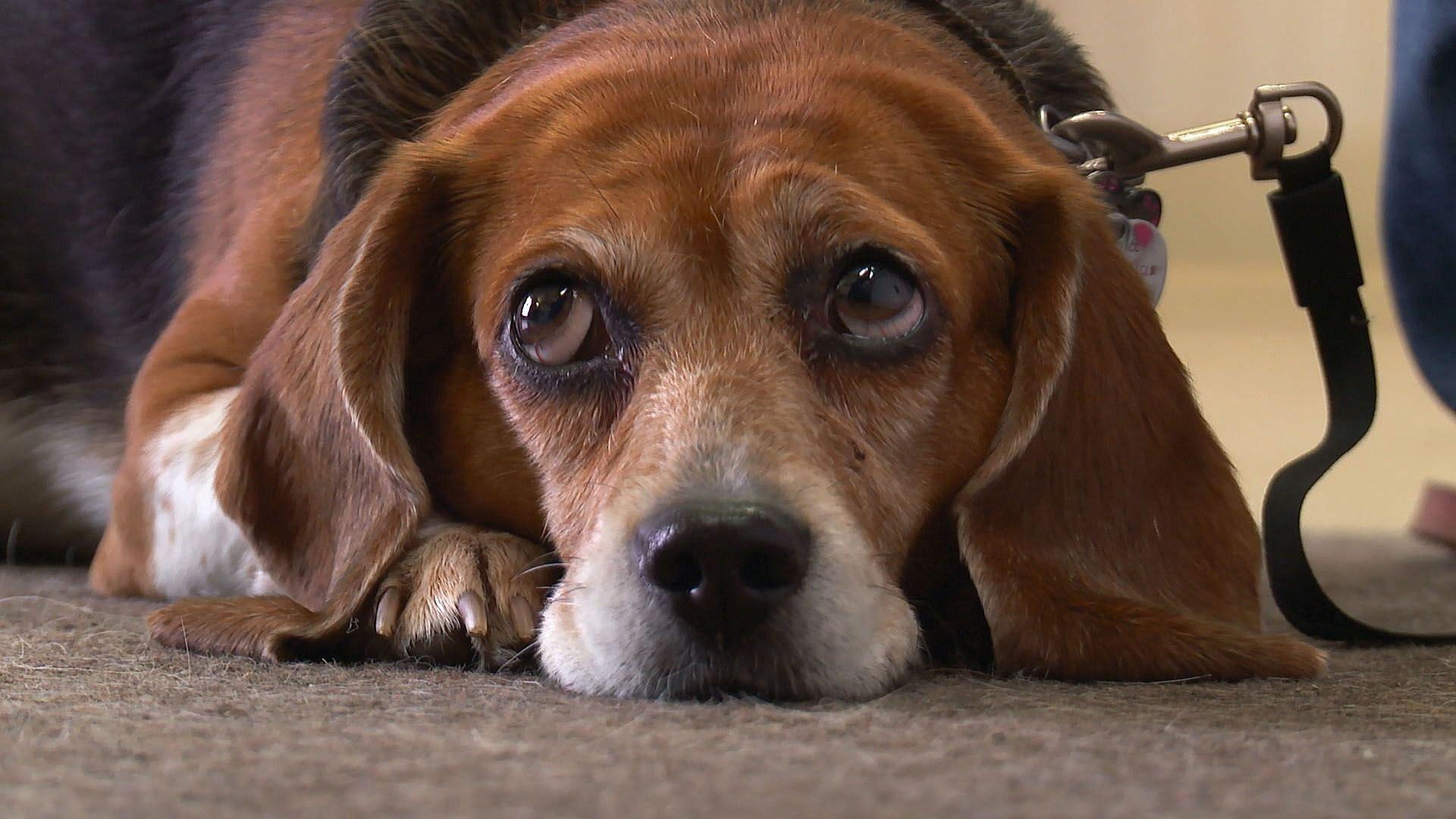 Still from Pop! Goes the Beagle