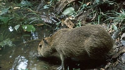 Still from Capybara: Swamp Hogs